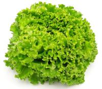 Salade batavia verte bio