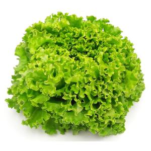 Salade batavia verte bio