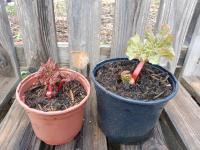 Rhubarbe victoria 2l