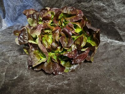 Salade feuille de chêne rouge