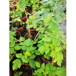 Plant de framboisier non remontant pot 1,5l