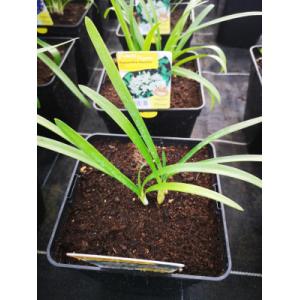 Agapanthe blanche en pot de 3l