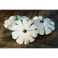 Plant courge patisson