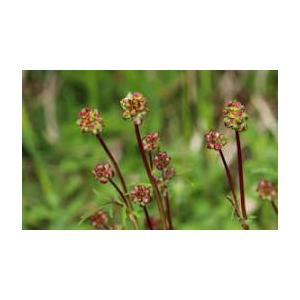 Pimprenelle (plants)