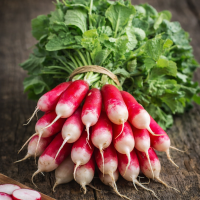 Radis en botte demi longs ou ronds