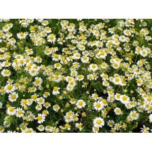 Plant aromatique camomille romaine