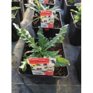 Pavot d'orient blanc en pot de 3l