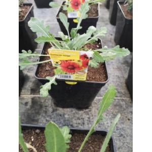 Gaillarde rouge en pot de 3l