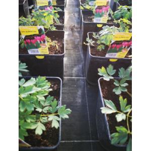 Coeur de marie rose en pot de 3l