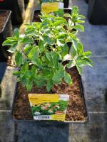 Sauge abricot vivace en pot de 3l