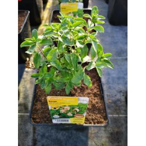 Sauge abricot vivace en pot de 3l