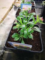 Aster nain à fleurs bleu en pot de 3l