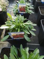 Coréopsis rouge coeur jaune en pot de 3l
