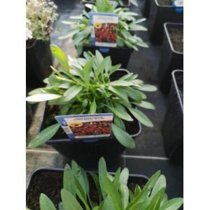 Coréopsis rouge coeur jaune en pot de 3l