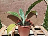 Artichaut imperial star 1 l