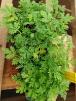 Artemesia-[COPIE A MODIFIER]