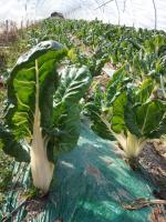 Pied/ cote de blette