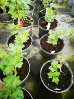 Plant de groseillier à maquereaux pot 1.5l