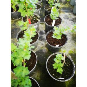 Plant de groseillier à maquereaux pot 1.5l