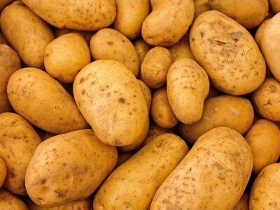 Pomme de terre