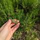 Herbes de provence de bourgogne - image 4