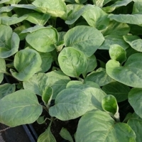 Plant d'aubergine ronde violette en godet