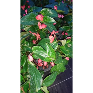 Bégonia dragon à fleurs rose