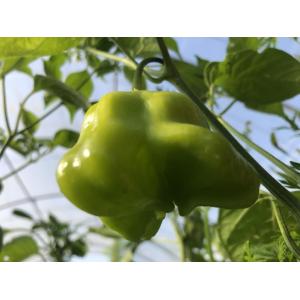 Poivron bonnet d'evêque (plant)