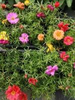 Pourpier mélange en godet