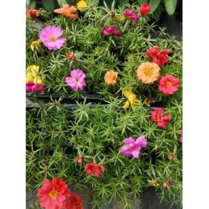 Pourpier mélange en godet