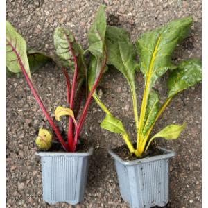 Plants de blettes de couleur