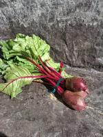 Betterave rouge botte