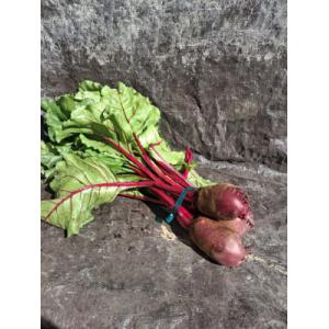 Betterave rouge botte