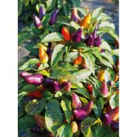 Plant piment aurora
