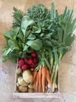 Panier de légumes primeurs du potager