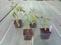 Plant de tomates - ananas (maison)