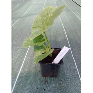 Plant de potimarron