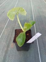 Plant de courgette jaune
