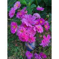 Plant fleur cosmos rose double click