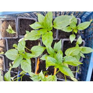 Plant piment trés fort