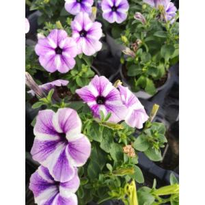 Surfinia violet et blanc