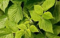 Framboisier feuille fraiche