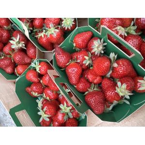 Barquette de fraises