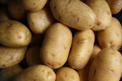 Pomme de terre goldmarie