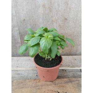 Basilic vert plant