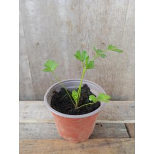 Persil plat plant