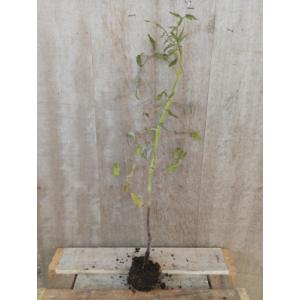 Tomate noir de crimée plant - unité