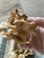 Pleurote coréen / pleurotus spodoleucus
