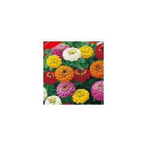 Zinnia