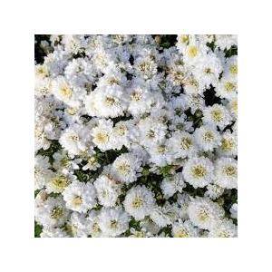 Hydrolat camomille romaine